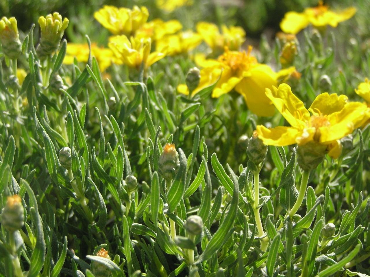 Zinnia grandiflora High Plains Gardening